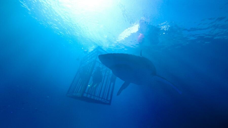 See Why ’47 Meters Down’ Is Like Nothing Anyone Will Have Seen Before