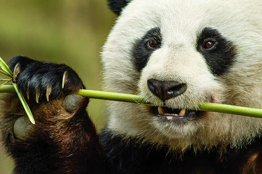 Panda Bear Float Celebrates Disney's 'Born in China'