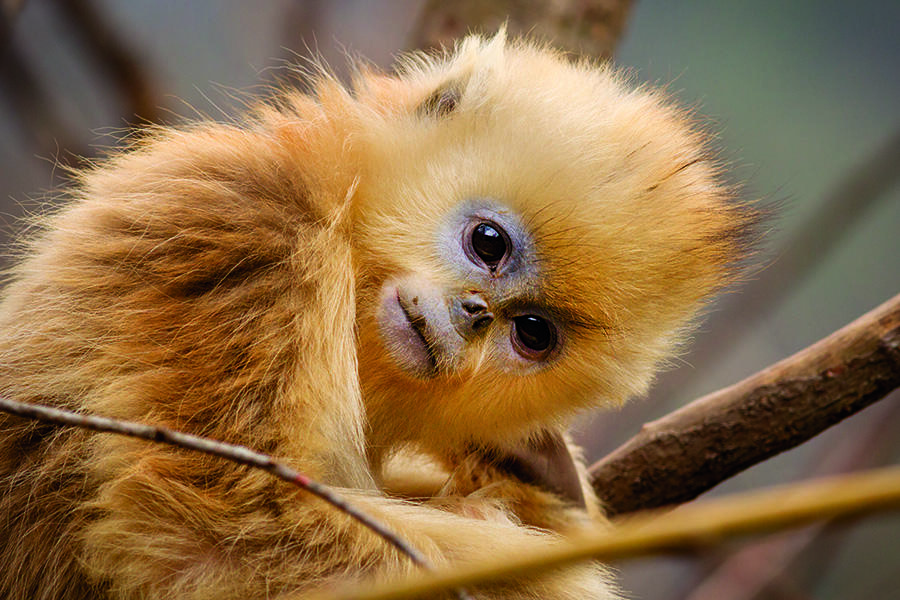 See Disneynature's 'Born in China' Opening Week and Help a Great Cause