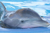 When Can I Watch 'Dolphin Tale' With My Kids?