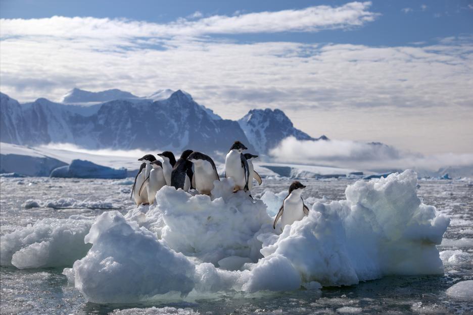Chill Out With 'Penguins' Activity Sheets