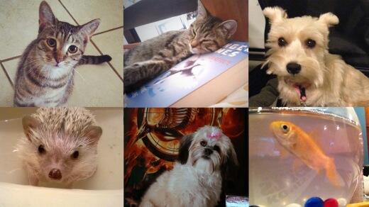 Pets Named After Hunger Games Characters Fandango
