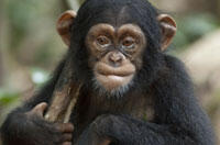 Nature Films: The Best Picks for Your Kids
