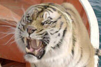 DVD of the Week: 'Life of Pi' (Plus Giveaway!) 