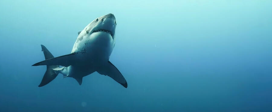 12 Best Shark Movies of All Time, Ranked