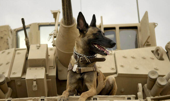 Animal Movies That Make Us Cry