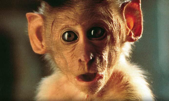 Quiz: What’s Your Movie Monkey IQ?