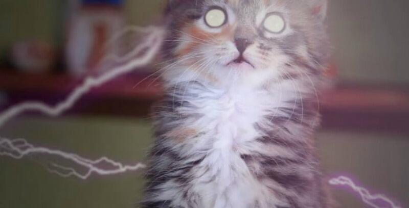 This Video Proves 'X-Men' Is So Much Cuter with Kittens