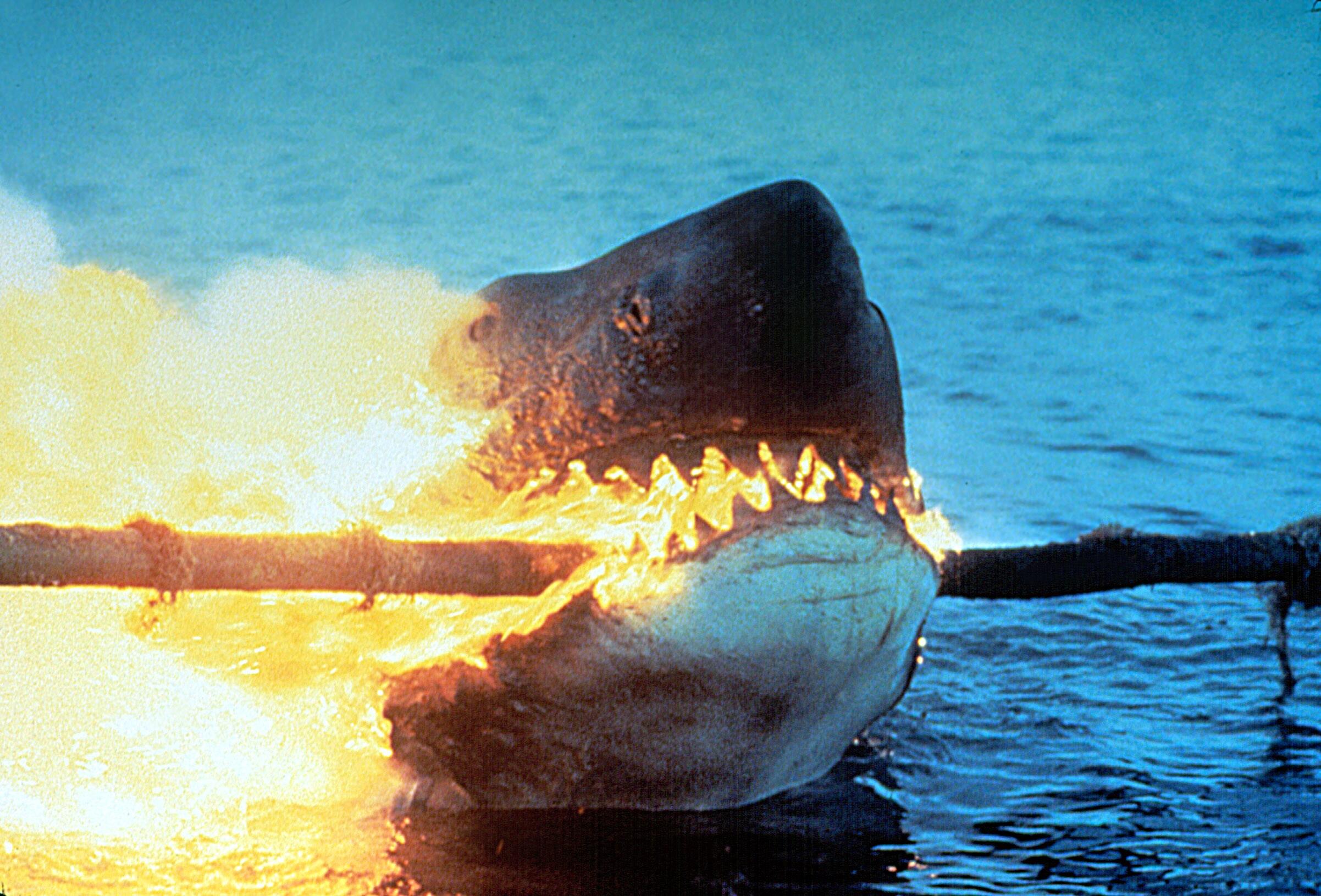 Best Shark Moments Fandango