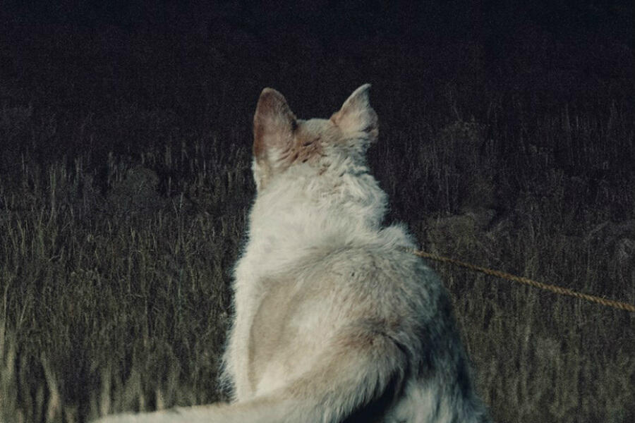 Watch First 'It Comes at Night' Trailer -- if You Have the Nerve