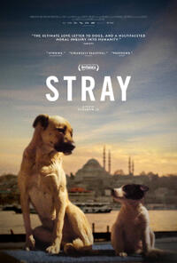Stray (2021) Movie Poster