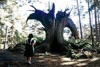 Ofelia (Ivana Baquero) must cure the rotting fig tree in "Pan's Labyrinth."