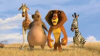 Melman the giraffe (David Schwimmer), Gloria the hippo (Jada Pinkett Smith), Alex the lion (Ben Stiller) and Marty the zebra (Chris Rock) in "Madagascar: Escape 2 Africa."