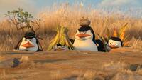 Penguins Kowalski (Chris Miller), Rico, the Skipper (Tom Mcgrath) and Private (Christopher Knights) in "Madagascar: Escape 2 Africa."