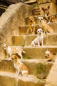 A scene from "Beverly Hills Chihuahua."