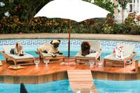A scene from "Beverly Hills Chihuahua."
