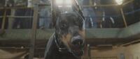 Diablo in "Beverly Hills Chihuahua."