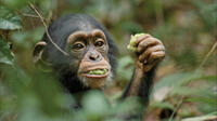 Oscar in "Chimpanzee."