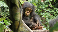 Oscar in "Chimpanzee."