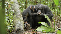 Freddy and Oscar in "Chimpanzee."