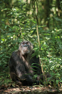 A scene from "Chimpanzee."
