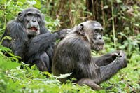 A scene from "Chimpanzee."