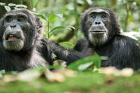 Scar in "Chimpanzee."