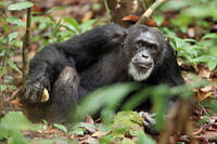 Freddy in "Chimpanzee."