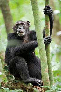 Isha in "Chimpanzee."