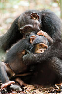 Isha and Oscar in "Chimpanzee."
