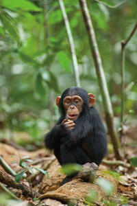 Oscar in "Chimpanzee."