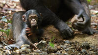 Oscar and Isha in "Chimpanzee."