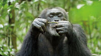 Freddy in "Chimpanzee."