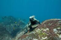 Marine iguana in "Oceans."