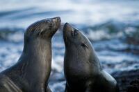 Galapagos fur-seal in "Oceans."