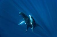 Humpback whale in "Oceans."