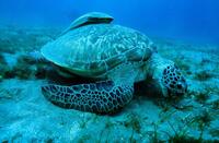 Green Turtle in "Oceans."