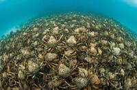 Spider crab in "Oceans."