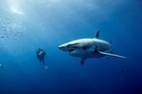 A scene from "Oceans."