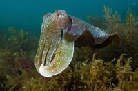 Giant Cuttlefish in "Oceans."
