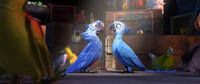 Blu voiced by Jesse Eisenberg and Jewel voiced by Anne Hathaway in "Rio The Movie."