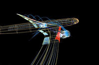 A scene from "Legends of Flight"