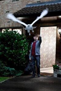 Daniel Radcliffe in "Harry Potter and the Deathly Hallows Part 1"