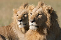 A scene from "African Cats."