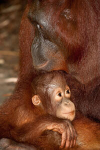 A scene from "Born to Be Wild 3D."