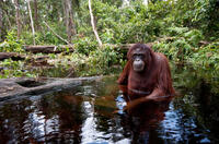 A scene from "Born to Be Wild 3D."