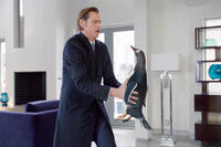 Jim Carrey as Tom Popper in "Mr. Popper's Penguins."