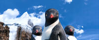 Carmen voiced by Sofia Vergara in "Happy Feet Two."