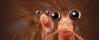 Will The Krill voiced by Brad Pitt and Bill The Krill voiced by Matt Damon in "Happy Feet Two."