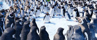 Ramon voiced by Robin Williams in "Happy Feet Two."